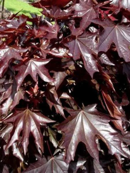 Jardin adapté:Érable Platane Crimson King. Le pot de 15 litres