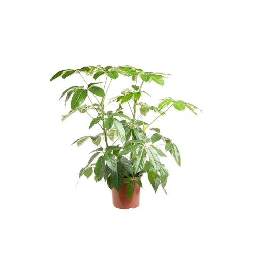 Choix extérieur：Schefflera Actinophylla Amate ou Arbre parapluie pot Ø21 cm