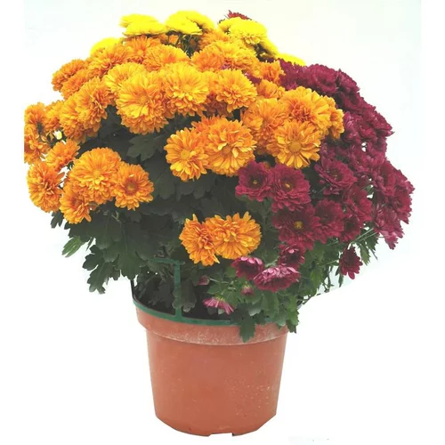 Extérieur déco：Chrysanthèmes arlequin - Le pot de 5 litres
