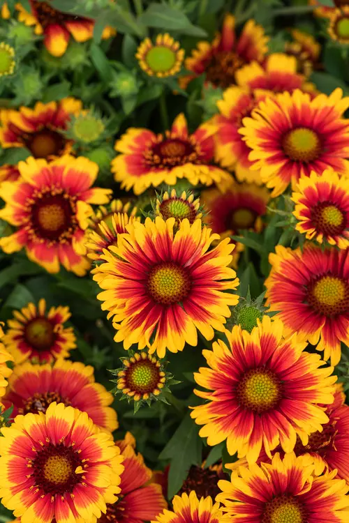 Utile au jardin：Gaillarde ‘Arizona Sun’ - Le pot de 2 litres