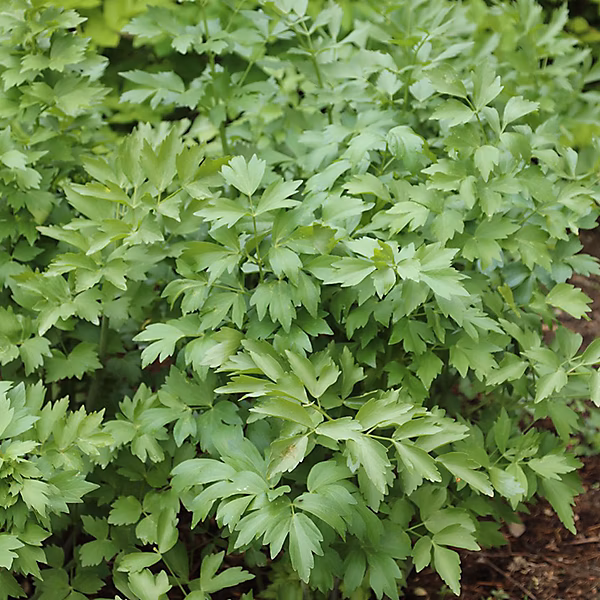 6 x Livèche officinale – Levisticum officinale | godet 9cm x 9cm