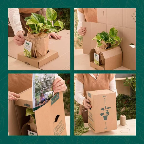 Une solution pour le jardin：Prunier Reine Claude Doree. Le pot de 15 litres forme 1/2 tige