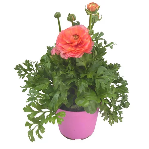 Pour profiter pleinement de l’extérieur:Renoncule à fleurs doubles - Le pot de 1 litre