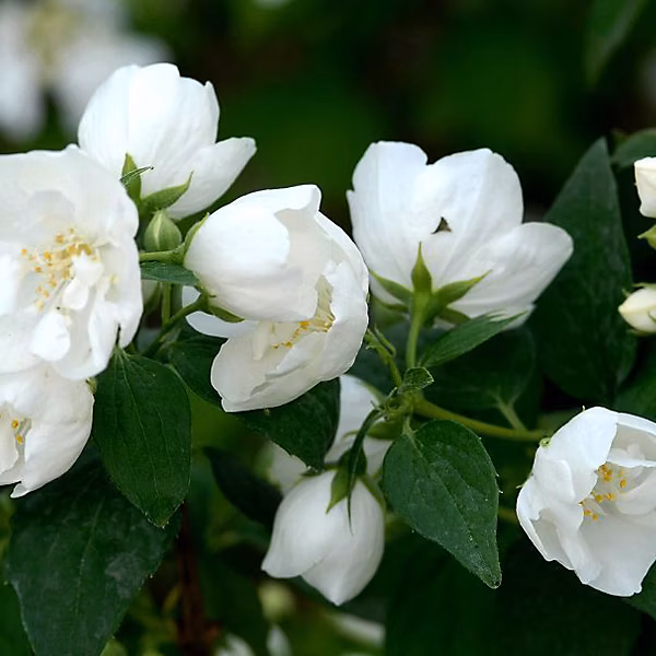 2 x Seringat de Perse 'Bouquet Blanc' | Philadelphus 'Bouquet Blanc' – 50 – 60 cm pot