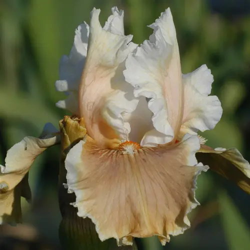 Jardin et loisirs：Iris des jardins Fondation Van Gogh - Le pot de 1 litre