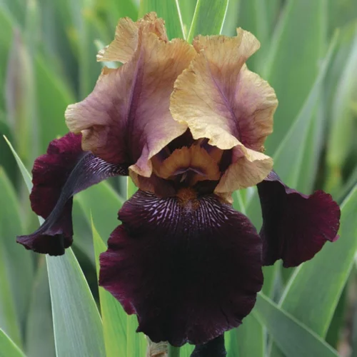 Conçu pour le jardin：Iris des jardins Soft Jazz - Le pot de 1 litre