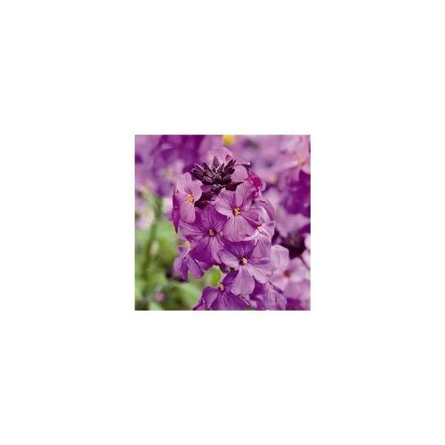 Jardin adapté：Erysimum Poem Lilac - Le pot de 1 litre