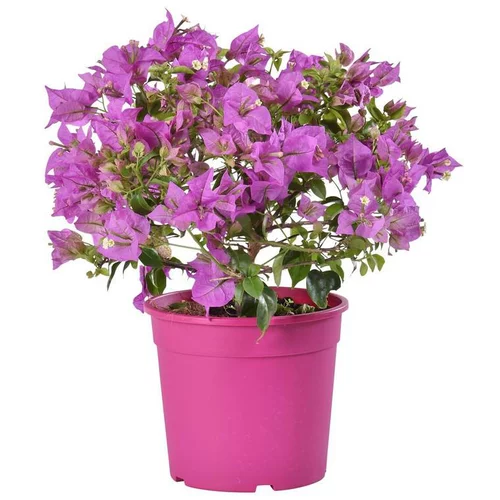 Jardin pour tous：Bougainvillier ou Bougainvillée Californiana et Sanderiana à fleurs roses en touffe - Le pot Ø 14 cm