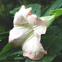 Nature facile:Dature Brugmansia - Le pot de 2 litres