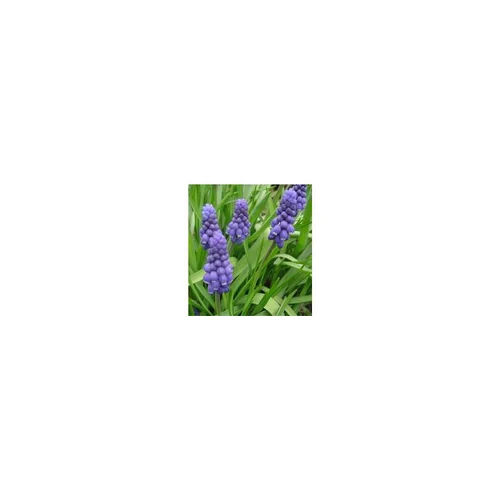 Une idée pour le jardin:Muscari bleu. Le pot de 10,5 cm