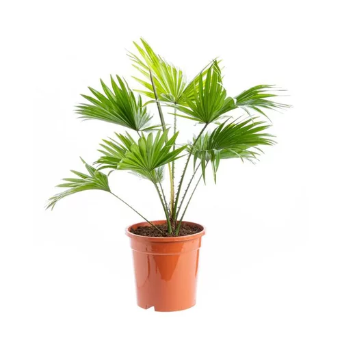 Fonctionnel au jardin:Livistona Rotundifolia pot Ø17xH60 cm