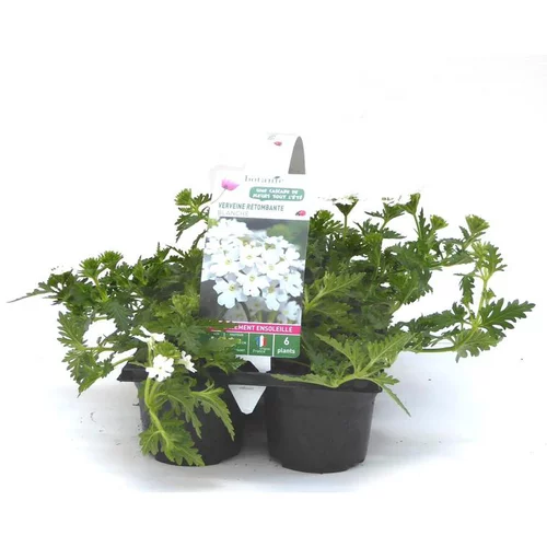 Confort dehors：Verveine retombante blanche - Le pack de 6 plants