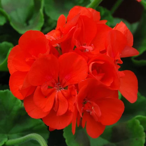 Le jardin au quotidien:Geranium Zonale - La jardinière
