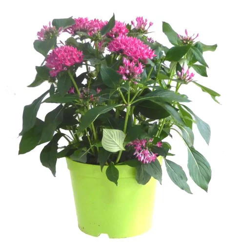 Jardin en pratique:Pentas - Le pot de 5 litres