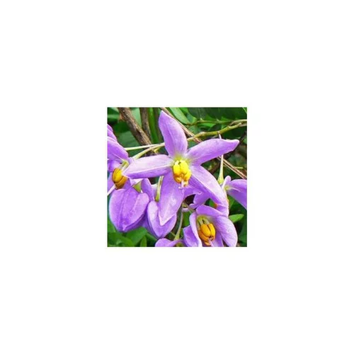 Espace vert utile:Solanum Seaforthianum - Le pot de 3 litres