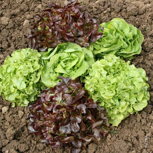 Confort dehors：Salade Duo. La barquette de 12 plants
