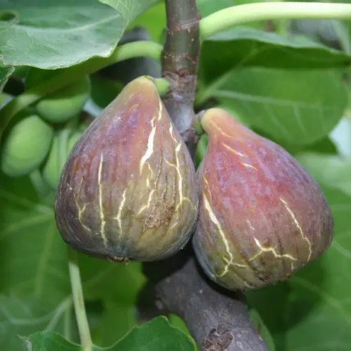 Jardin et idées：Figuier Madeleine Des 2 Saisons. Le pot de 5,5 litres