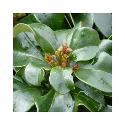 Idéal pour vos extérieurs:Troène Ligustrum japonicum Rotundifolium en pot de 2 L