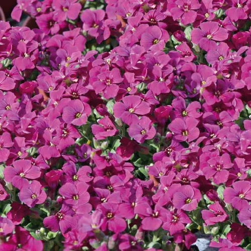 Pour valoriser votre jardin:Aubriete rouge - Le pot de 9 x 9 cm