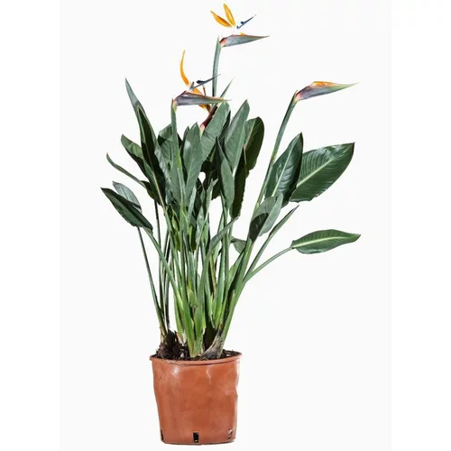 Une idée maline pour le jardin:Strelitzia Reginae (Oiseau de paradis) 60/80 en pot de 4 L orange