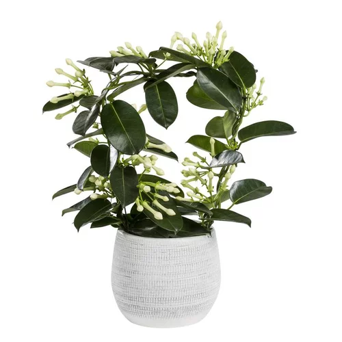 Jardin en douceur:Stephanotis Floribunda Elegans ou Jasmin de Madagascar H 45 x Ø 12 cm