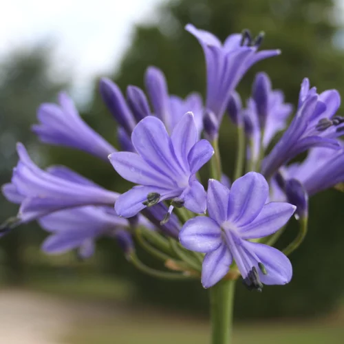 Utile pour le jardin：Agapanthe. Le pot de 3 litres