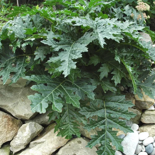 Une idée pratique pour l’extérieur：Acanthus Mollis. Le pot de 4 litres
