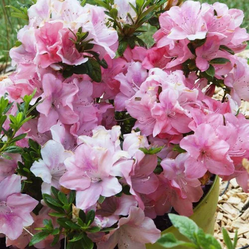 Extérieur essentiel：Azalée Encore Debutante rose. Le pot de 4 litres
