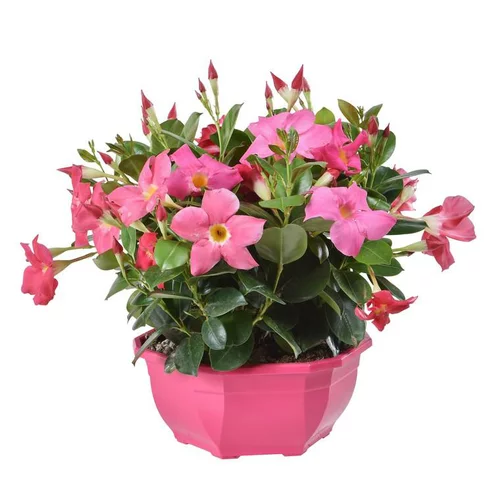 Extérieur moderne:Dipladénia buisson coloris variés. La coupe de 25 cm
