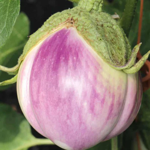 Jardin qualité:Aubergine Rosa Bianca Bio. Le pot de 10,5 cm