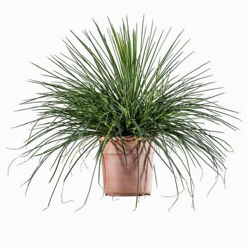 Pour tous les jours:Agave Geminiflora touffe. Le pot de 3 litres