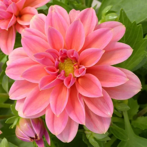 Choix malin：Dahlia tubéreux à fleurs multicolores - Le pot de 5 litres