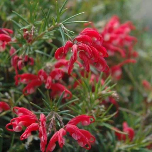 Maison & extérieur:Grevillea tige – Pot de 4L
