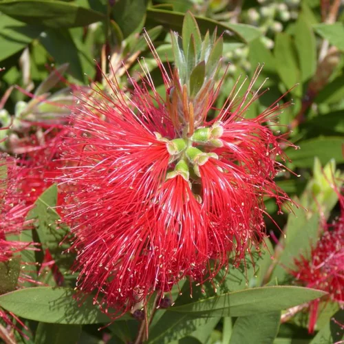 Pour simplifier vos extérieurs:Callistemon touffe. Le pot de 15 litres