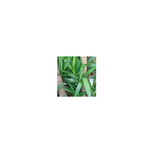 Sélection pour vos extérieurs:Yucca 3PP pot Ø27xH165 cm