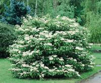 Jardin essentiel：Viburnim Plicatum Maresi– Pot de 3L
