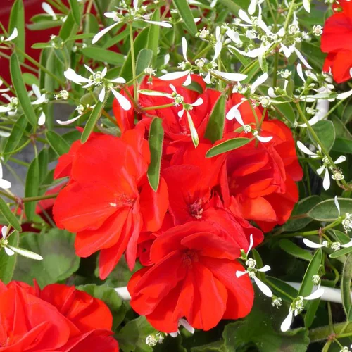 Idée extérieur:Composition de Géranium Calliope et Euphorbe à fleurs multicolores - Le pot de 4,5 litres