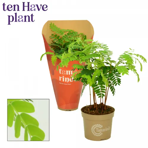 Jardin accessoire:Tamarinde. Le pot de Ø 11 x H 25 cm