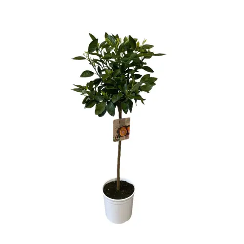 Jardin & solutions:Mandarinier Satsuma zéro résidus. Le pot de 9 litres, forme 1/2 tige