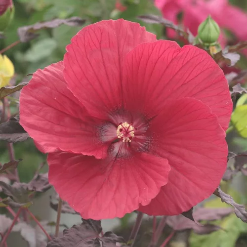 Choix malin：Hibiscus Moscheutos à fleurs multicolores - Le pot de 3,5 litres