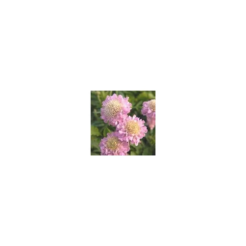 Jardin & extérieur：Scabieuse - Le pot de 1 litre
