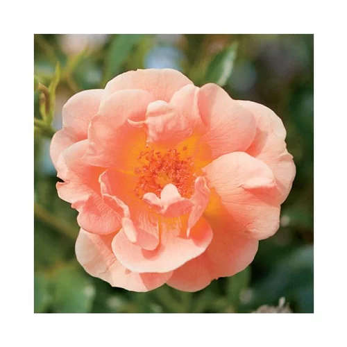 Jardin à organiser:Rosier Calizia ½ tige – Pot déco de 10L