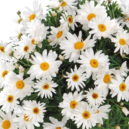 Style pour le jardin：Anthemis Buisson Grande Daisy. Le pot de 19 cm