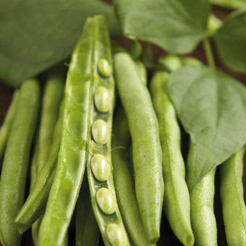 Adapté au jardin：Feve Bio. La barquette de 3 plants
