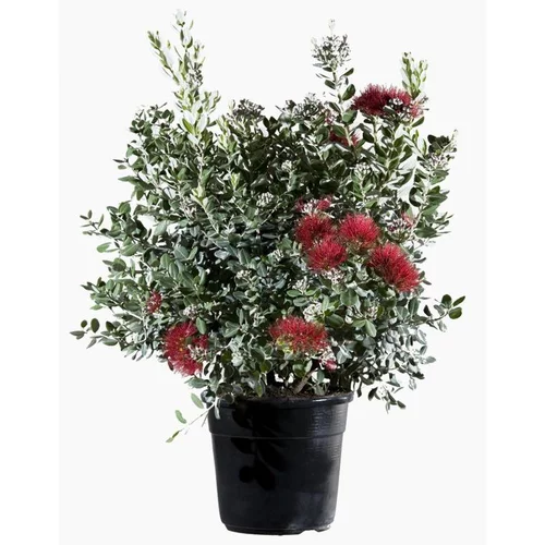 Adapté à votre jardin：Arbre de Noël de Nouvelle Zélande rouge. Le pot de 3 litres