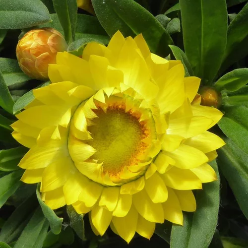 Jardin et pratique：Immortelle - Le pot de 3 litres