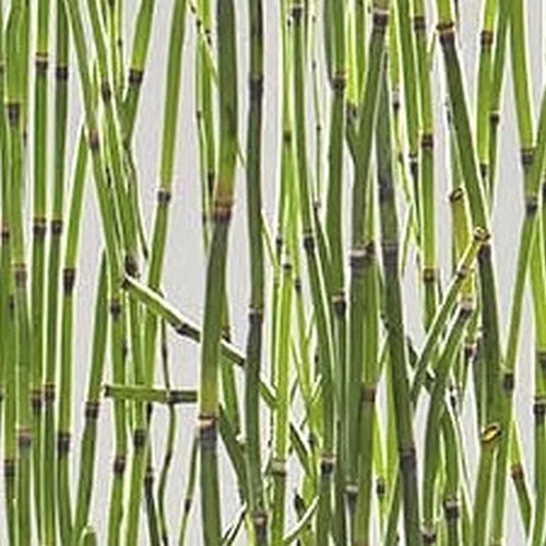 Jardin adapté：Prêle Japonaise en pot de 5 litres