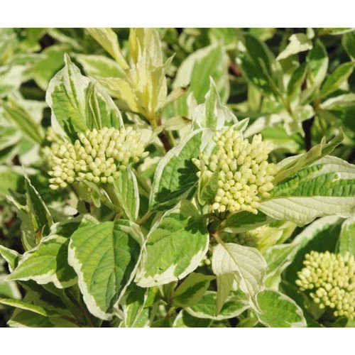 Pour la vie au jardin:Cornouiller blanc Elegantissima (Cornus Alba). Le pot de 4 litres