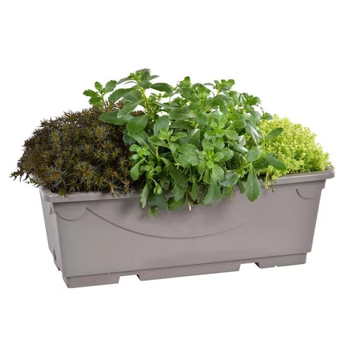 Confort au jardin:Plantes Grasses Variées - La jardinette de 25 cm