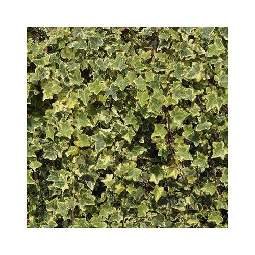 Choix au jardin：Lierre HELIX GOLDEN KOLIBRI. Le pot de 3 litres